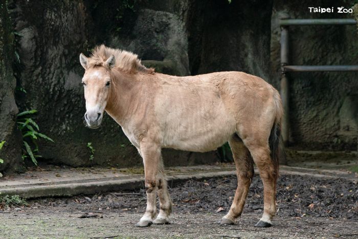 馬年來動物園聽故事！蒙古野馬從「野外滅絕」到重返草原，臺北市立動物園邀你一起見證保育奇蹟